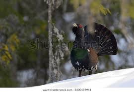 Attēlu rezultāti vaicājumam “Tetrao urogallus male”