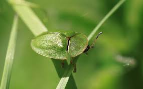 Attēlu rezultāti vaicājumam “Cassida”