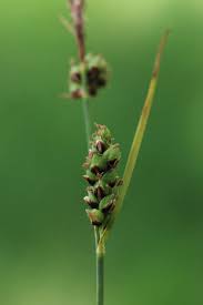 Attēlu rezultāti vaicājumam “Carex globularis”