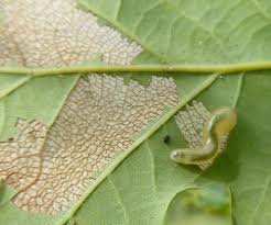Attēlu rezultāti vaicājumam “Caliroa annulipes larva”