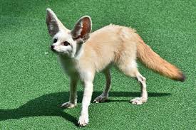 Attēlu rezultāti vaicājumam “Vulpes zerda”