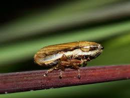 Attēlu rezultāti vaicājumam “Neophilaenus lineatus”