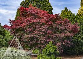 Attēlu rezultāti vaicājumam “Acer pseudosieboldianum”