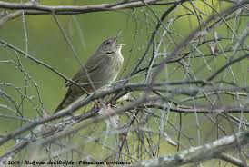 Image result for Locustella fluviatilis