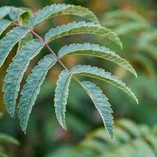 Attēlu rezultāti vaicājumam “Sorbus aucuparia”