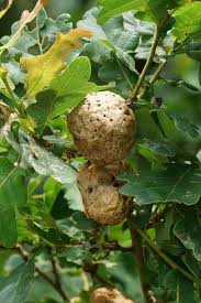 Attēlu rezultāti vaicājumam “Biorhiza pallida”