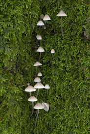 Attēlu rezultāti vaicājumam “Mycena filopes”