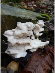 Attēlu rezultāti vaicājumam “Postia stiptica”