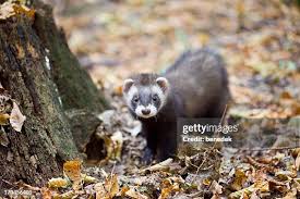 Attēlu rezultāti vaicājumam “Mustela putorius”