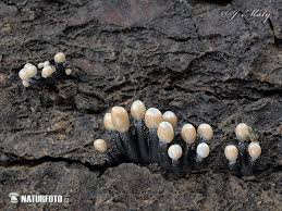 Attēlu rezultāti vaicājumam “Holwaya mucida”