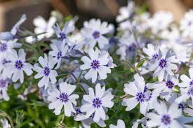 Image result for Phlox (großblumig)
