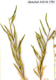 Attēlu rezultāti vaicājumam “Linaria loeselii leaf”