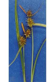 Attēlu rezultāti vaicājumam “Carex flava”