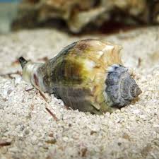 Image result for Melongena corona