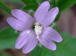 Attēlu rezultāti vaicājumam “Onagraceae”