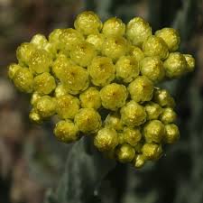 Attēlu rezultāti vaicājumam “Helichrysum arenarium bud”