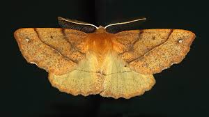 Attēlu rezultāti vaicājumam “Colotois pennaria”