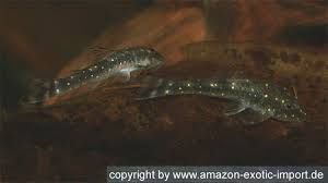 Attēlu rezultāti vaicājumam “Spilosoma sp.”