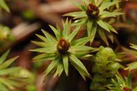 Attēlu rezultāti vaicājumam “Pogonatum urnigerum”