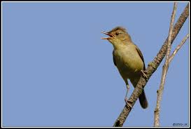 Image result for Hippolais polyglotta