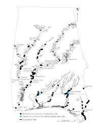 Image result for Alosa alabamae