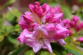 Attēlu rezultāti vaicājumam “Rhododendron catawbiense flower”