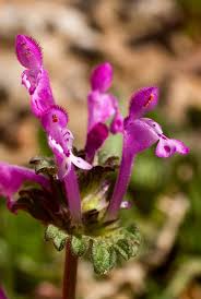 Attēlu rezultāti vaicājumam “Lamium amplexicaule flower”