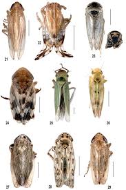 Attēlu rezultāti vaicājumam “Auchenorrhyncha”