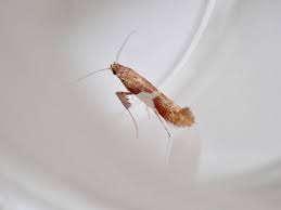 Attēlu rezultāti vaicājumam “Caloptilia stigmatella”