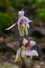 Attēlu rezultāti vaicājumam “Epipogium aphyllum”