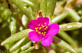 Attēlu rezultāti vaicājumam “Carex pilosa flower”