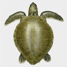 Image result for Lepidochelys olivacea