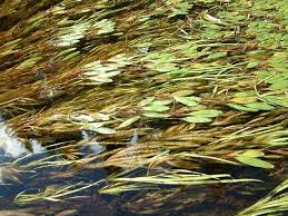 Attēlu rezultāti vaicājumam “Potamogeton rutilus”