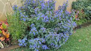 Attēlu rezultāti vaicājumam “Eurhynchiastrum pulchellum”