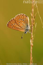 Attēlu rezultāti vaicājumam “Maculinea alcon”
