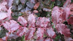 Attēlu rezultāti vaicājumam “Mahonia aquifolium”
