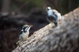 Attēlu rezultāti vaicājumam “Picoides tridactylus adult”