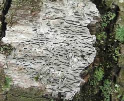 Attēlu rezultāti vaicājumam “Graphis scripta”