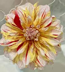 Image result for Dahlia `Red Skin`
