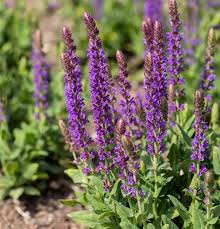 Image result for Salbei