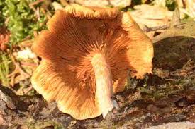 Attēlu rezultāti vaicājumam “Gymnopilus sapineus”