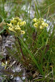 Attēlu rezultāti vaicājumam “Pedicularis sceptrum-carolinum leaf”