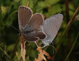 Attēlu rezultāti vaicājumam “Cupido minimus female”
