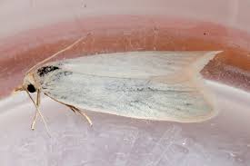 Attēlu rezultāti vaicājumam “Eana argentana”