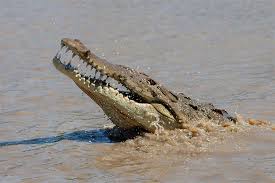 Image result for Crocodylus acutus