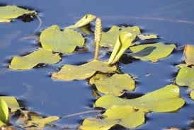 Attēlu rezultāti vaicājumam “Potamogeton rutilus”