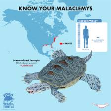 Image result for Malaclemys terrapin