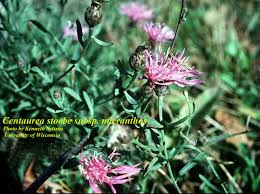 Attēlu rezultāti vaicājumam “Centaurea stoebe fruit”