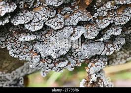 Attēlu rezultāti vaicājumam “Physarum leucophaeum”