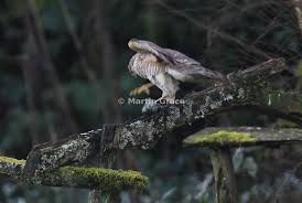 Attēlu rezultāti vaicājumam “Cyanistes caeruleus juvenile”
